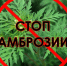 В городе Костроме проведены мероприятия по борьбе с амброзией полыннолистной и амброзией трехраздельной - Администрация МР